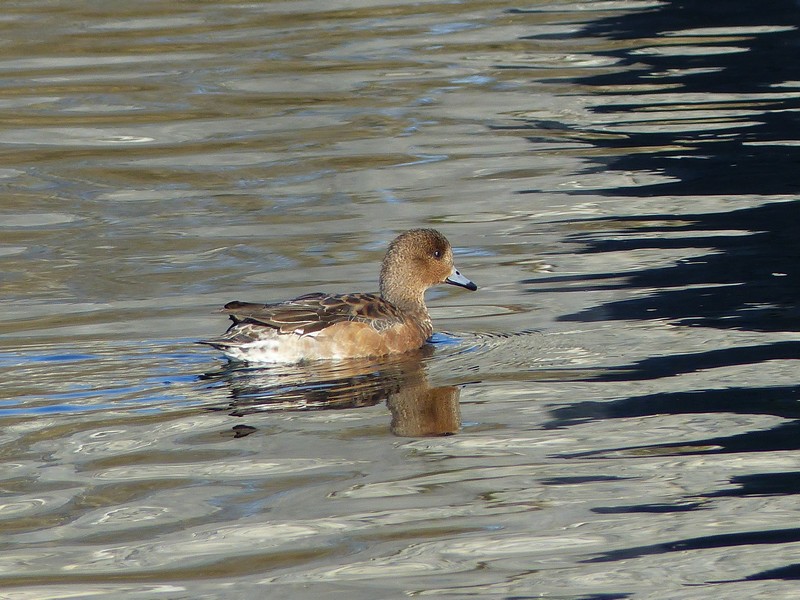  Toutes les photos d'oiseaux de Ptit moineau - Page 2 P1670213