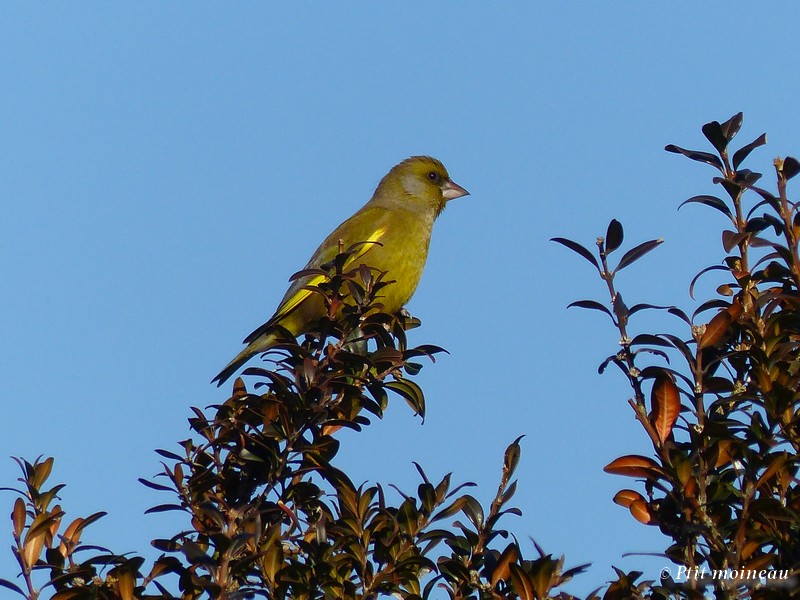  Toutes les photos d'oiseaux de Ptit moineau - Page 2 P1670910