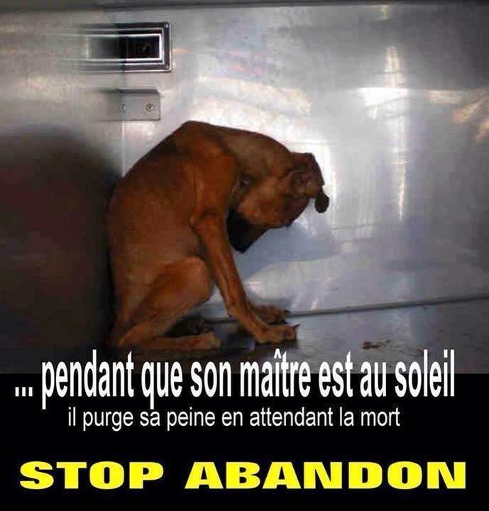 Textes et affiches NON AUX ABANDONS - Page 8 15622410