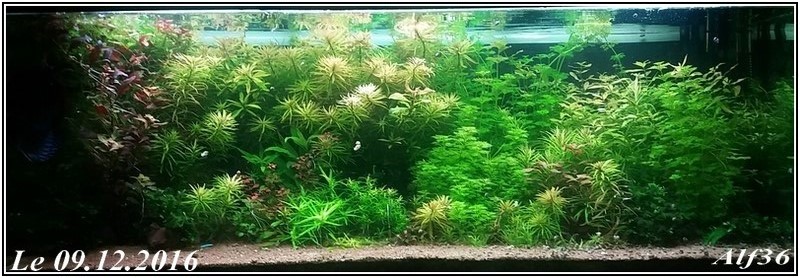 [Vends] plantes d'aquarium[36+envois] - Page 5 20161213