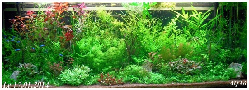 [Vends] plantes d'aquarium[36+envois] - Page 5 Sam_6711