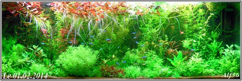 [Vends] plantes d'aquarium[36+envois] - Page 5 Sam_6811