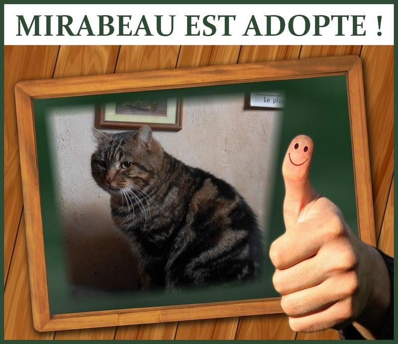 Mirabelle, FIV+, sans solution le 15/12/16 (Puy-de-Dôme 63) Mirabe13