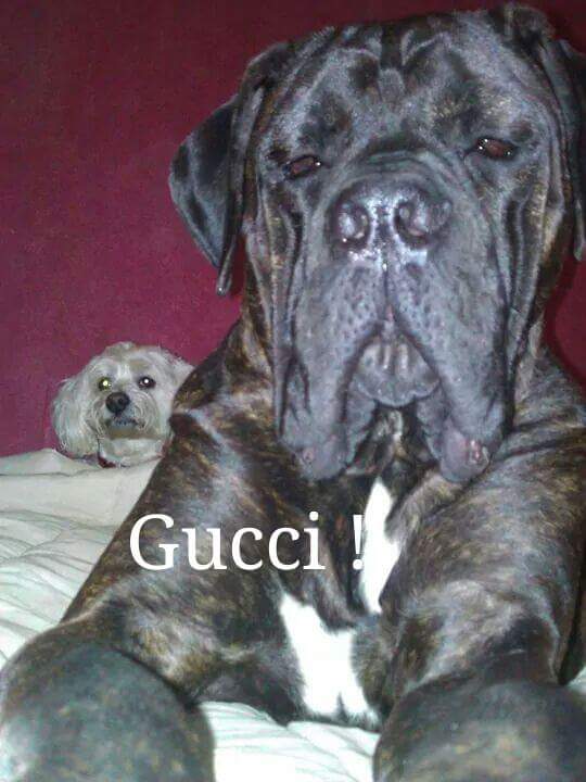 Parrainez Gucci (18,00€)  : don restant 18,00€(DICXY MIJO) Gucci10