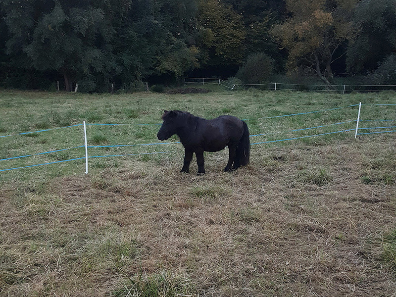 KANSAS - ONC poney typé Shetland né en 1998 - adopté en octobre 2014 par Amandine 20161011