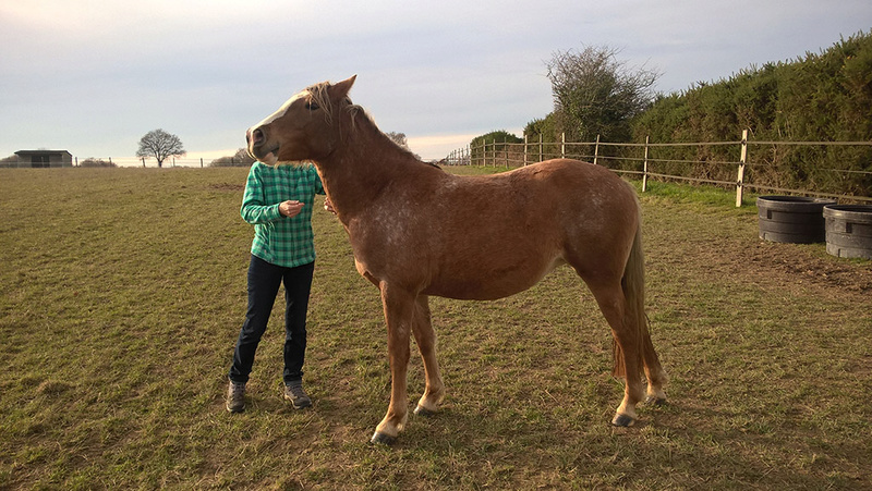 EPPI - ONC Poney née en 2014 - adoptée en juin 2016 par Marie-B Eppi211