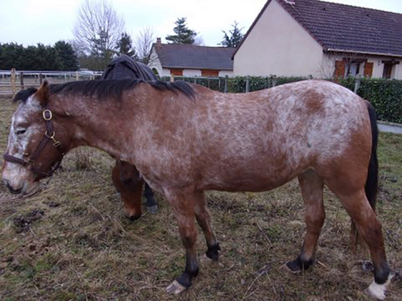 INDIANA - OI type poney née en 1994 - adoptée en juillet 2016 par Adeline Indian11