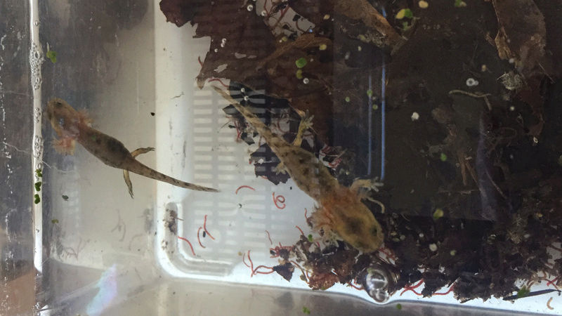 Salamandra algira - Reproduction Img_0012