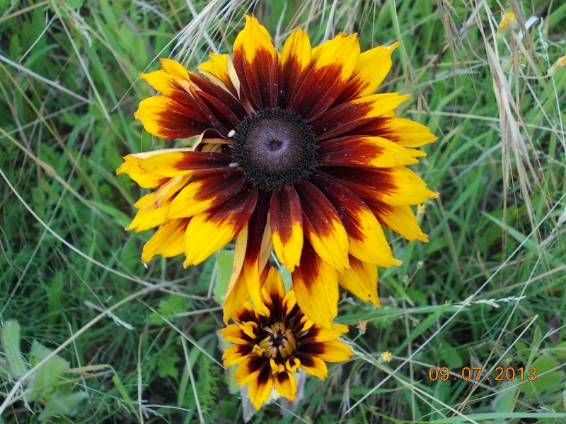Les rudbeckias - Page 6 2013_j54
