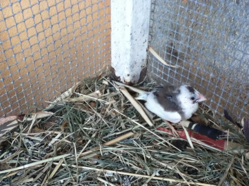 nido - mi primera cria ya salio del nido que mutacion sera 410