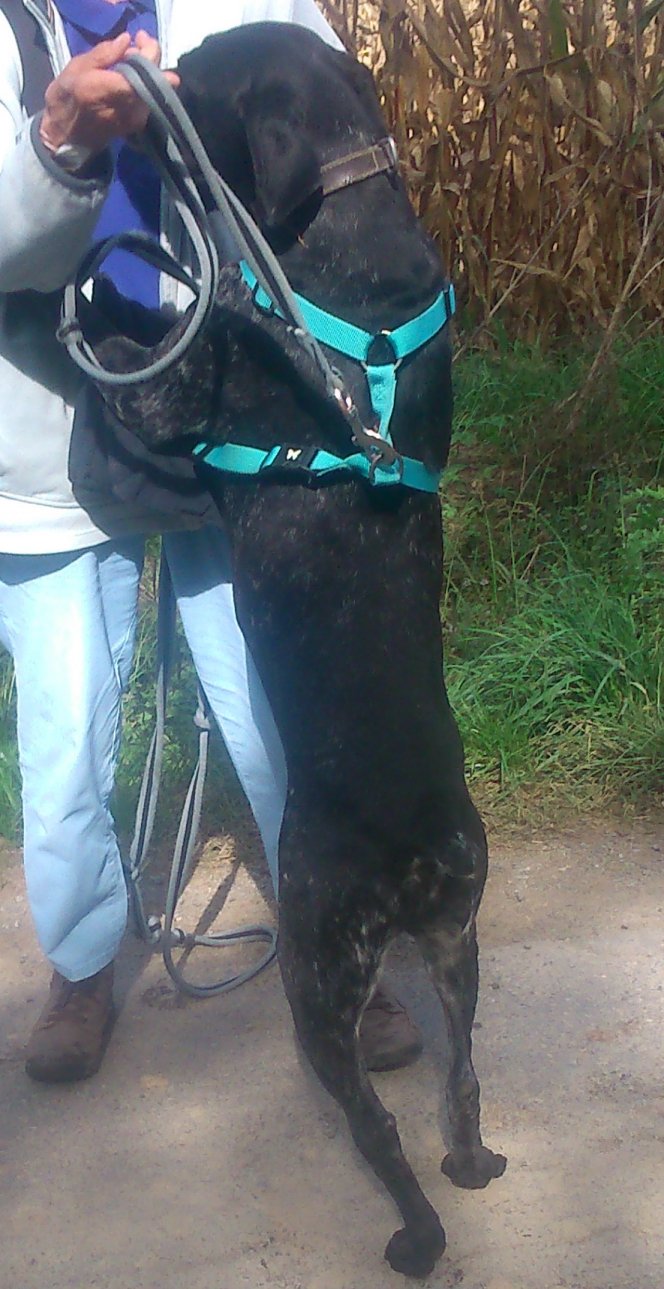 MARIO, braque allemand noir moucheté bientôt 6 ans et 5 ans de box - SPA65 à Azereix  Mario510