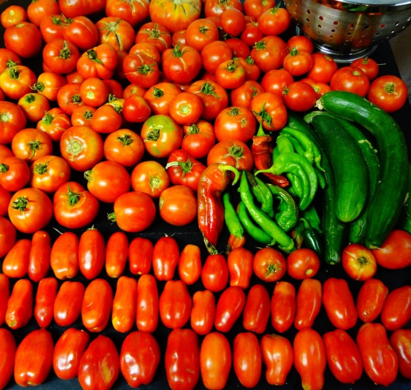 San Marzano tomato harvest - pics Tomato12