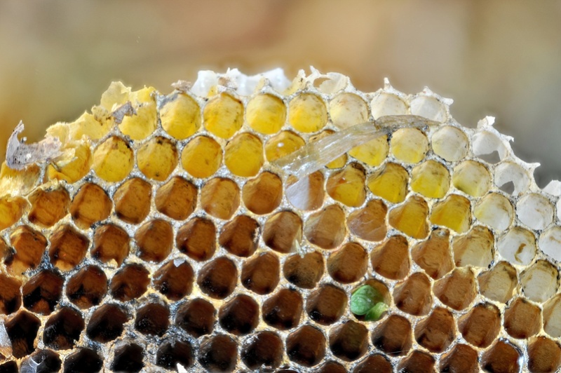 Bonjour je viens de trouver une super structure d'abeilles sp environ 25 cm 2016-123