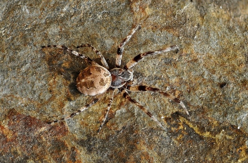  Araignées sur ma fenêtre HLM C_510