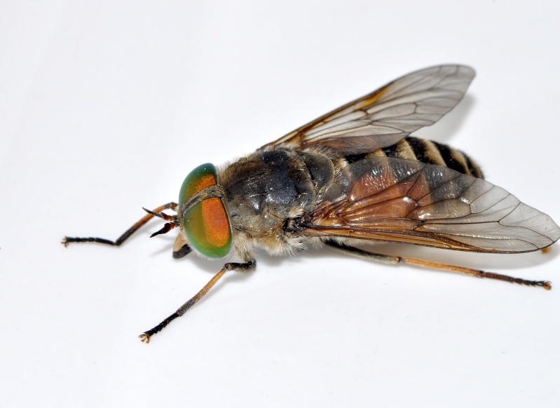 grosse mouche de 20 m/m (2)