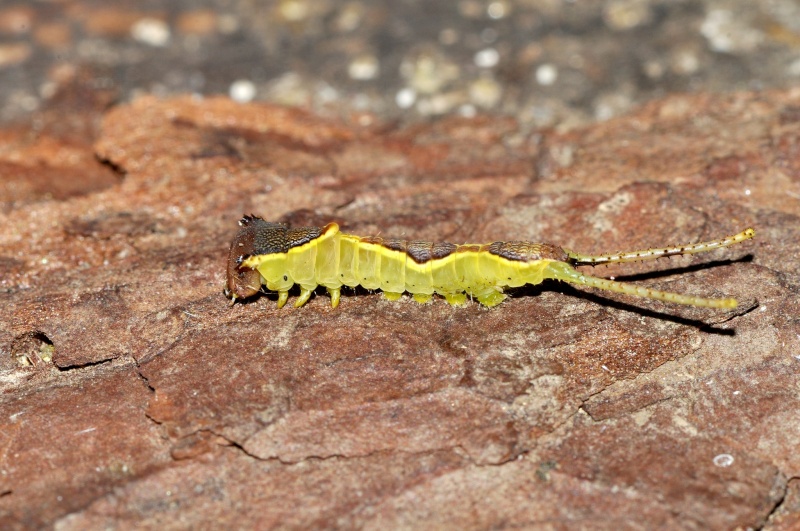 petite chenille jaune  Qq_00210