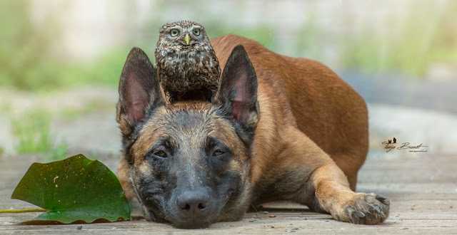 Le gentil géant adopte une minuscule chouette Owl-110