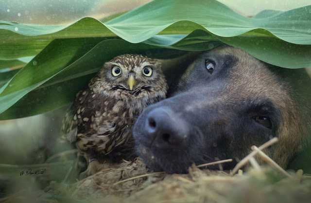 Le gentil géant adopte une minuscule chouette Owl-310