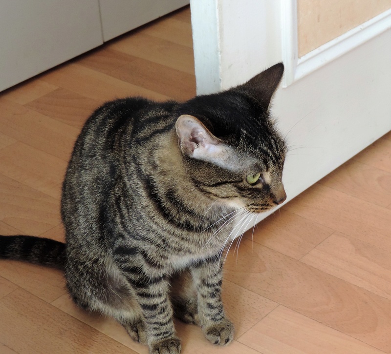 Lyria, jeune chatte marron tabby  née en octobre 2015 1210