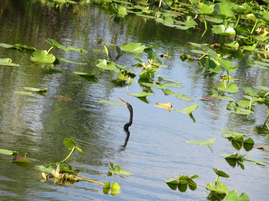 2019 - Avril 2019: Retour en Floride pour un séjour qui - cette fois - tient toutes ses promesses! (WDW-Universal-Côte Ouest-Everglades-Keys-Miami) [terminé] - Page 3 Img_2940