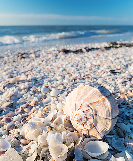 Avril 2019: Retour en Floride pour un séjour qui - cette fois - tient toutes ses promesses! (WDW-Universal-Côte Ouest-Everglades-Keys-Miami) [terminé] - Page 3 Sanibe10