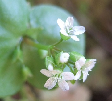 Claytonia perfoliata - claytonie perfoliée Dscf4612