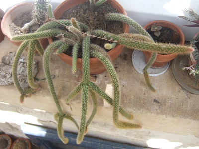 Disocactus flagelliformis (= Aporocactus flagelliformis) Dscf5620