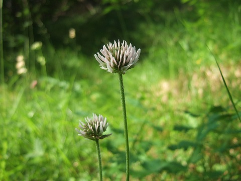 Trifolium montanum - trèfle de montagne Dscf5916