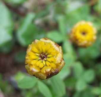 Trifolium badium - trèfle bai Dscf6111