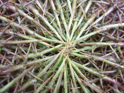 Carlina acanthifolia 1 [devinette] Dscf6310