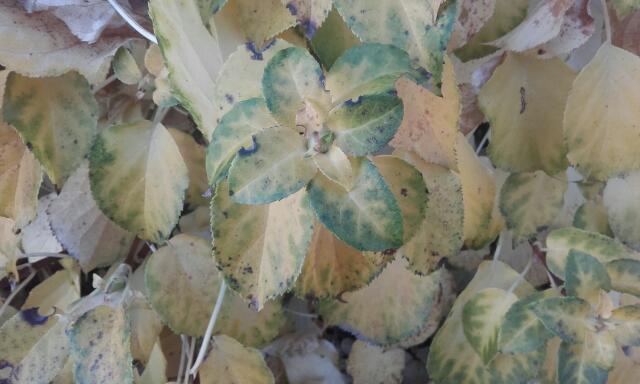 Hydrangea petiolaris - Page 2 Rps20133