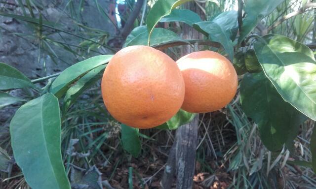 Citrus reticulata subsp. unshiu - mandarinier satsuma Rps20142