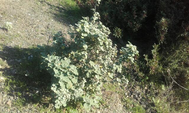 Malva subovata (= Lavatera maritima) - lavatère maritime Rps20202