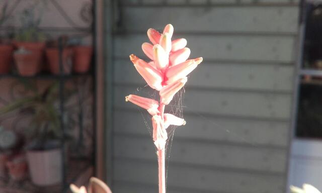Aloe descoingsii x hawortioides Rps20217