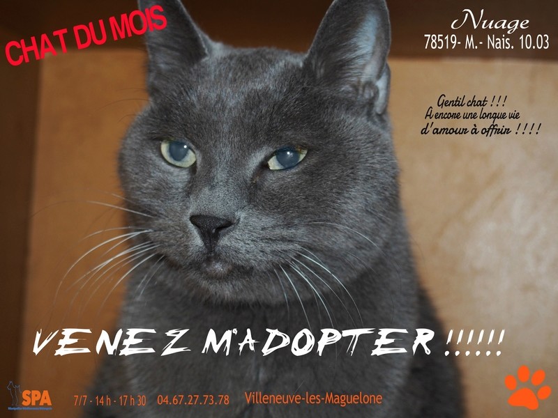 NUAGE adorable minou recherche une famille !!! Pourquoi pas vous !!! gentil calme ... Nuage_10