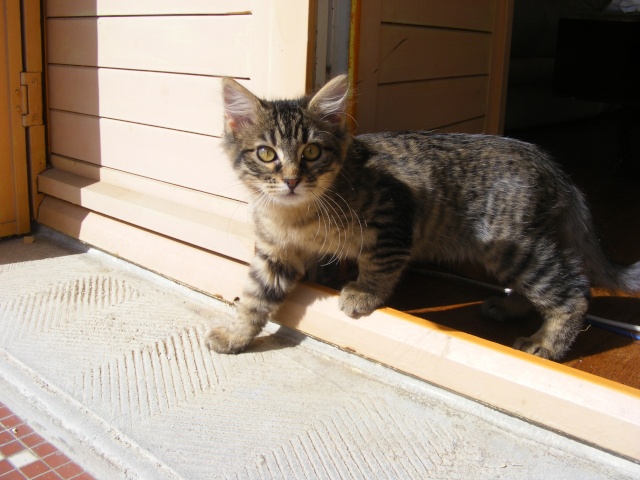 Mitsu, petit chaton de deux mois a coté de Limoges Dscf0214