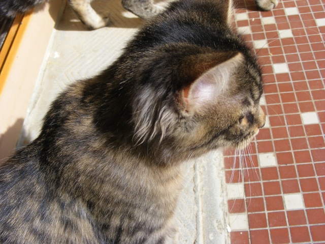 Mitsu, petit chaton de deux mois a coté de Limoges Dscf0219