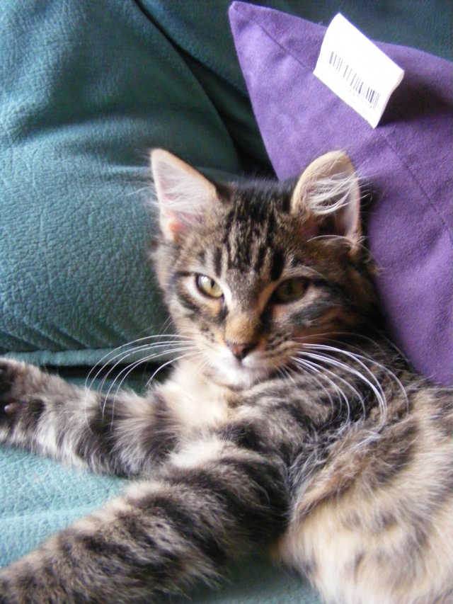 Mitsu, petit chaton de deux mois a coté de Limoges Dscf0222