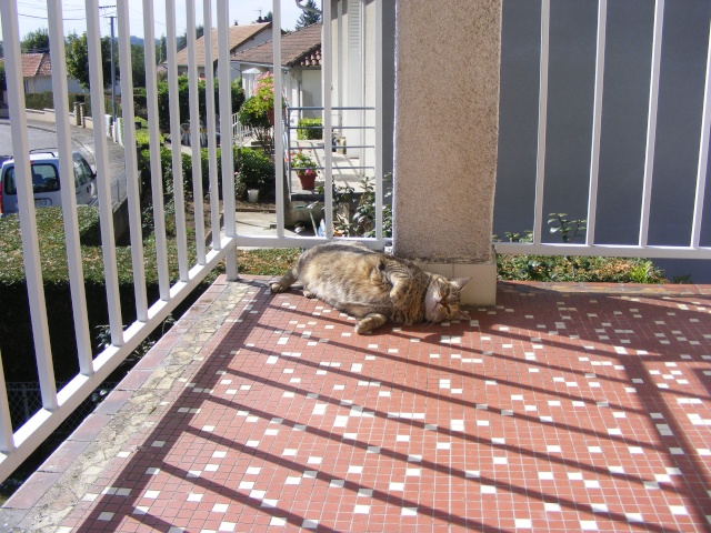 Mitsu, petit chaton de deux mois a coté de Limoges Dscf0228