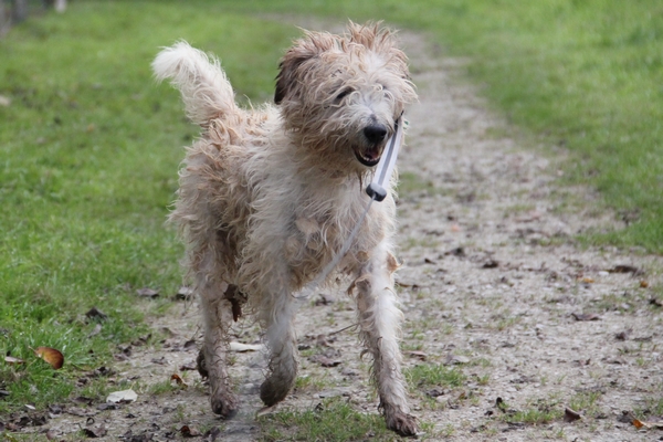 TITO - x fox terrier 12 ans  (4 ans de refuge) - LDAS à Neuville s/Sarthe (72) 00611