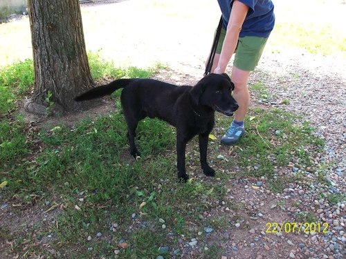 PROUST  -  Labrador  8 ans  -  SPA  DE  ROANNE  42) 12072510