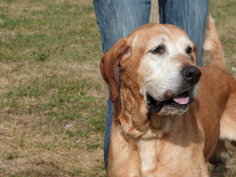 JUMPER  -  Labrador  9 ans 1/2  -  SPA  DE  POITIERS  (86) 175_r_10