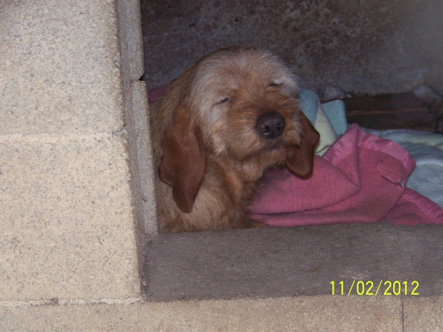 Urgent - HANAIS  -  Fauve de Bretagne  14 ans  -  AU BONHEUR DES 4 PATTES  A  NIMES  (30) 20843510