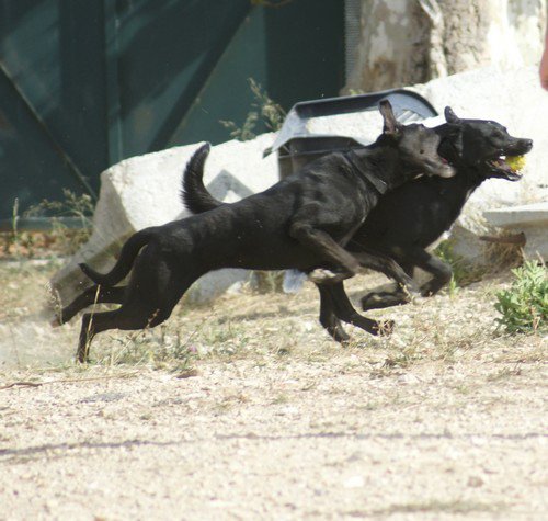 LOLA  -  croisée Levrier / Berger  4 ans  -  SPA  DE  MARSEILLE (13) 30366911