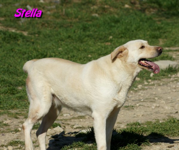 STELLA  -  Labrador  7 ans   -  SPA  DE  MARSEILLE  (13) 30754712