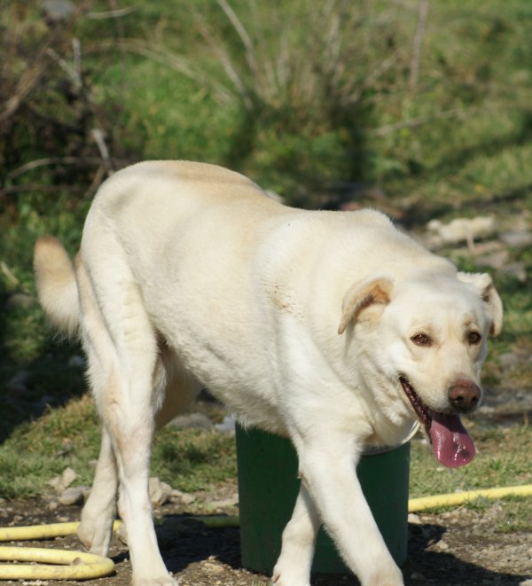 STELLA  -  Labrador  7 ans   -  SPA  DE  MARSEILLE  (13) 30754713