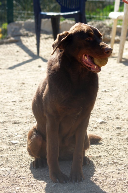 PUPPY -  croisée Labrador  8 ans  -  SPA DE  MARSEILLE  (13) 30777713