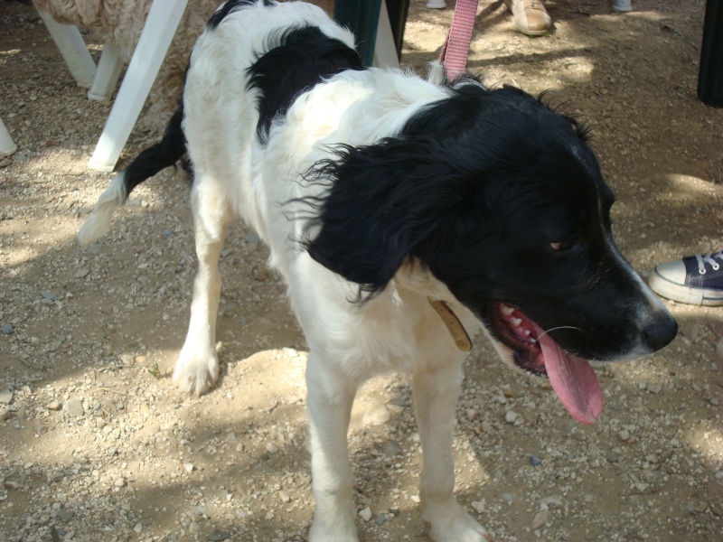 GUSs  -  croisé Epagneul / Setter  1 an 1/2  -  AU BONHEUR DES 4 PATTES  A  NIMES  (30) 38507010