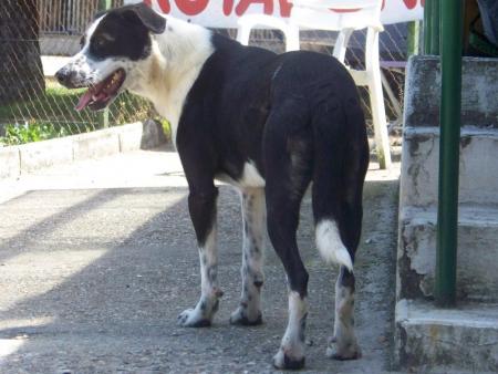 PABLO POINTER 4 ans REFUGE SPA DE MARSAC SUR ISLE (24) 622pab10