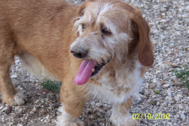 FILO  -  Fauve de Bretagne  14 ans  -  AU BONHEUR DES 4 PATTES  A  NIMES  (30) 65365810